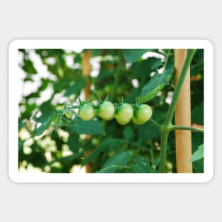 Green Tomatoes on the Vine Sticker